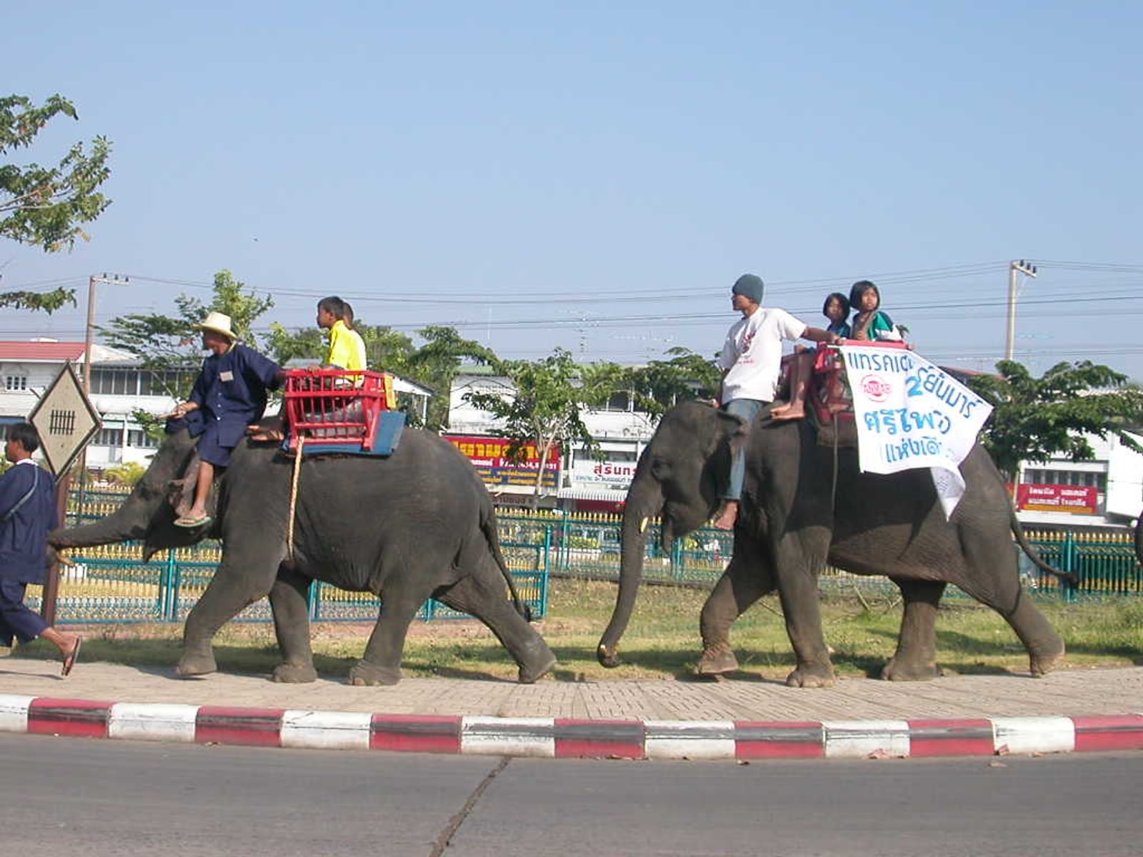 Elephants in Surin from a public-domain photograph
